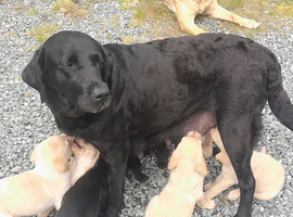 Golden labrador girl pup