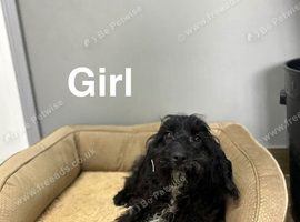 Maggie 2 black cockapoo girls ready for a home