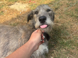 Beautiful dear hound need to find a lovely home?