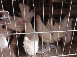 Chickens for sale