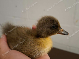 ☆ 4 beautiful ducklings left ☆
