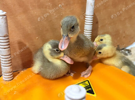 Runner duck ducklings