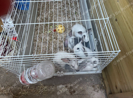 Baby rabbits ready to go