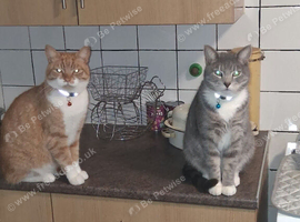 Adult cats