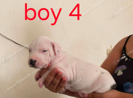 Adorable Puppies Staffordshire Bull Terrier