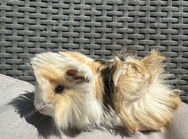 Very handsome long haired baby Guinea pigs.