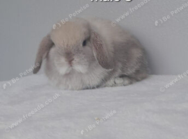Gorgeous purebred mini lop rabbits