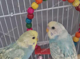 2 male budgies newcastle area