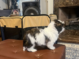 Our shih tzu puppie female