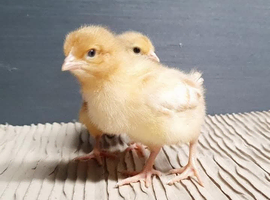 Chickens hens chicks for sale