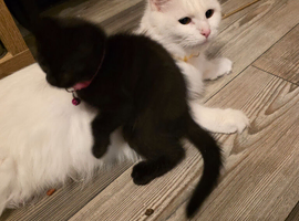 Scottish fold x maine coon