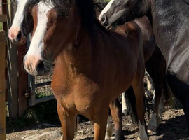 Registered Welsh Section C 2 year old Gelding