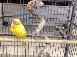 Male Buttercup Kakariki