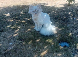 Kitten for sale