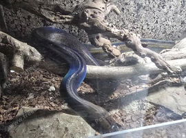 Super dwarf retic female