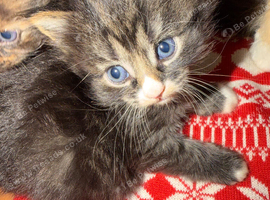 Beautiful kittens