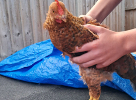 Chickens