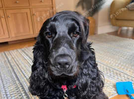 KC reg show cocker for stud - Fully health tested