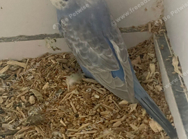 Baby budgie