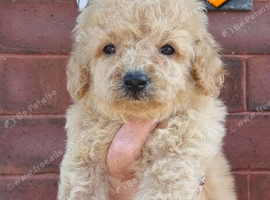 Cavapoochon
