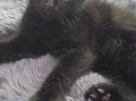 beautiful little boy kitten are looking for a new home