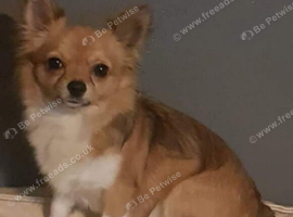 Chihuahua cross Pomeranian
