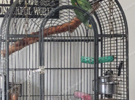 Orange Winged Amazon Parrot for sale *pending collection