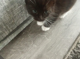 5 gorgeous kittens