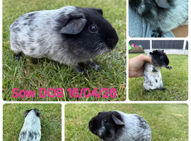 Guinea Pig Sow For Sale