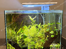 5x pea puffer fish, shrimp & tank