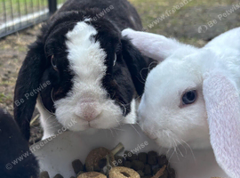 Mini Plush Lops