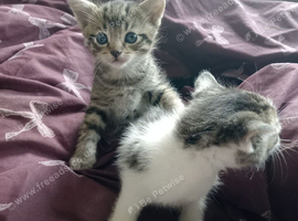 White and tabby kittens