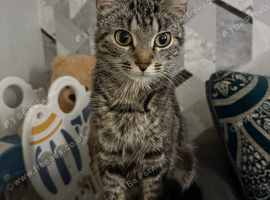 Tabby cat 1 and a half years old
