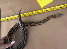 Madagascar ground boa