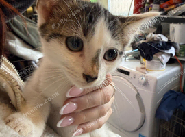 Kittens
