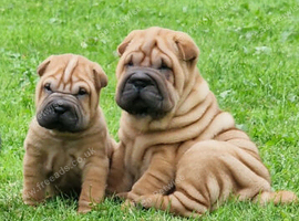 Shar Pei Puppy from poag/pll and spaid screened parents