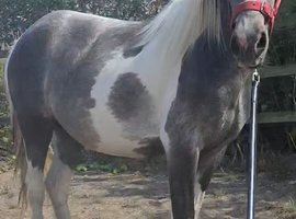Beautiful blue and white filly