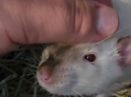 2 friendly rats