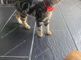 Lovely 10 month old neutered male