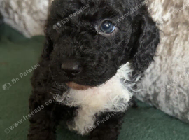Black and white toy poodle