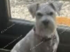 Beautiful Adult Girl Miniature Schnauzer