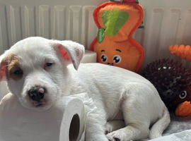 Puppy for sale