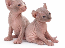 Champion Line Sphynx kittens.