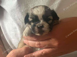 Lhasa Apso Cross Shihtzu Pups