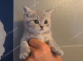 READY pure tabby british short hair