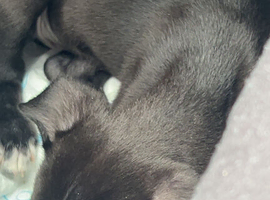 Male Lurcher pup 3 months old
