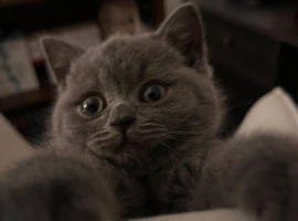 British short hair kitten