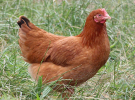 Columbian blacktail point of lay pullets