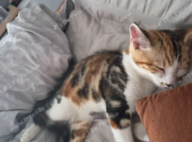 Female kitten
