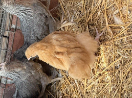 Buff Orpington